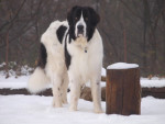 Chien Domino Des Trois A De Plaisance - Landseer  Mâle (3 mois)
