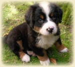 Chien roger - Saint Bernard Mâle (5 ans)