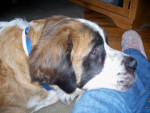 Chien Murphy Moose - Saint Bernard Mâle (6 ans)