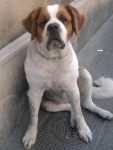 Chien Roxanne - Saint Bernard Mâle (10 ans)