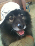 Chien Kodi - Spitz allemand Mâle (9 ans)