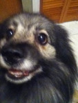 Chien Baya - Spitz allemand Femelle (7 ans)