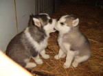 Chien Besito - Husky Femelle (2 mois)