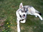 Chien Kalissa - Husky Femelle (4 mois)