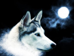 Chien ahullando a la luna - Husky Mâle (11 ans)