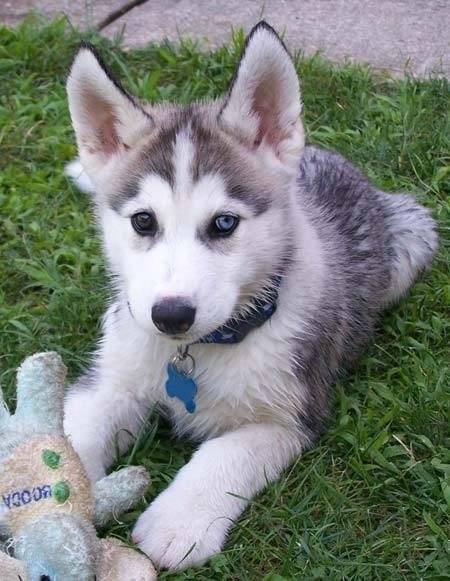 whisky : Chien Husky whisky : Chien Husky