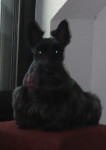 Chien Ballerine à St Malo - Terrier Ecossais Femelle (6 ans)