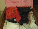 Chien Ballerine et son kway - Terrier Ecossais Femelle (6 ans)