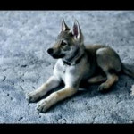 Chien lovebug - Chien Loup Tchèque Femelle (1 mois)