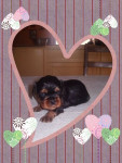 Chien Griotte - Cavalier King Charles Femelle (0 mois)