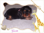 Chien Griotte - Cavalier King Charles Femelle (0 mois)
