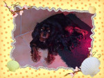 Chien Ashley et ses chiot - Cavalier King Charles Femelle (0 mois)