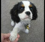Chien dax - Cavalier King Charles Mâle (3 ans)