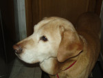 Chien OKATA - Labrador Mâle (12 ans)