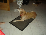 Chien OKATA - Labrador Mâle (12 ans)