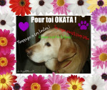 Chien okata - Labrador Mâle (12 ans)