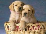 Chien Ody y Max - Labrador Mâle (8 mois)