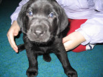 Chien Wilson - Labrador Femelle (0 mois)