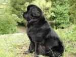 Chien noiro - Terre Neuve Mâle (3 mois)