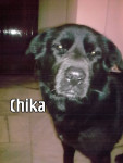 Chien chika - Terre Neuve Femelle (5 ans)