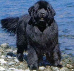 Chien terranova - Terre Neuve  (8 mois)