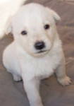 Chien kiba de cachorro - Berger Blanc Suisse Mâle (4 mois)