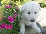 Chien Kesley - Berger Blanc Suisse Femelle (0 mois)