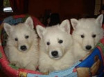 Chien Mes 3 chiots - Berger Blanc Suisse Mâle (3 mois)