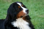 Chien Dix - Bouvier Bernois Mâle (3 ans)