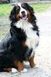 Chien dix - Bouvier Bernois Mâle (3 ans)
