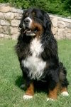 Chien chocolat - Bouvier Bernois Mâle (3 ans)