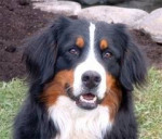 Chien eclips - Bouvier Bernois Mâle (0 mois)