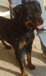 Chien Tyson - Rottweiler Mâle (4 ans)