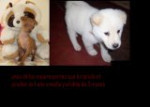 Chien akita - Akita Inu Mâle (3 mois)