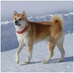 Chien java - Akita Inu Femelle (5 ans)
