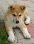 Chien hirco - Akita Inu Mâle (8 mois)