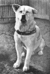 Chien Hachiko - Akita Inu Mâle (11 ans)