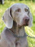 Chien merlin - Braque de Weimar Mâle (14 ans)