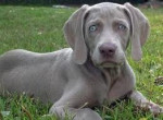 Chien Mouse - Braque de Weimar Mâle (9 mois)