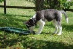Chien Jasko - Griffon bruxellois Mâle (9 mois)