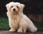 Chien Leroy - Griffon bruxellois Mâle (1 an)