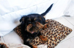 Chien zaho - Griffon bruxellois Femelle (1 an)