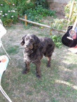 Chien titi - Griffon bruxellois Femelle (8 ans)