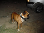 Chien Mancha - Boxer Femelle (6 ans)