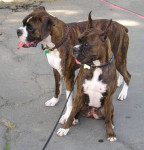 Chien guend - Boxer  (0 mois)