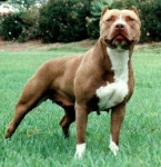 Chien Jake - Boxer Femelle (2 ans)