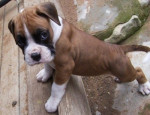 Chien Bruiser - Boxer Mâle (11 mois)