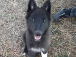 Chien Gajeel - Berger Groenendael Dracula Mâle (3 mois)