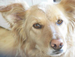 Chien Amber - Border Collie Femelle (6 ans)
