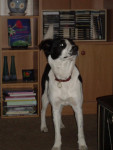 Chien Molly - Border Collie Femelle (0 mois)